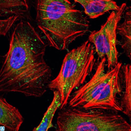 Monoclonal Mouse anti-Human CCNB1 / Cyclin B1 Antibody (IF, WB)