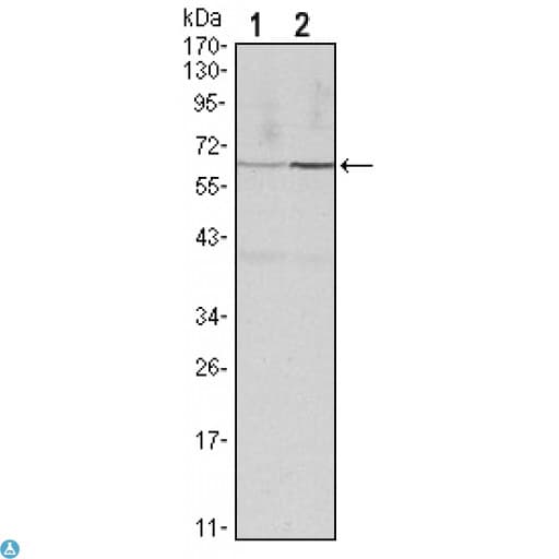 Monoclonal Mouse anti-Human CCNB1 / Cyclin B1 Antibody (IF, WB)