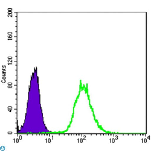 Monoclonal Mouse anti-Human KRT7 / CK7 / Cytokeratin 7 Antibody (WB)