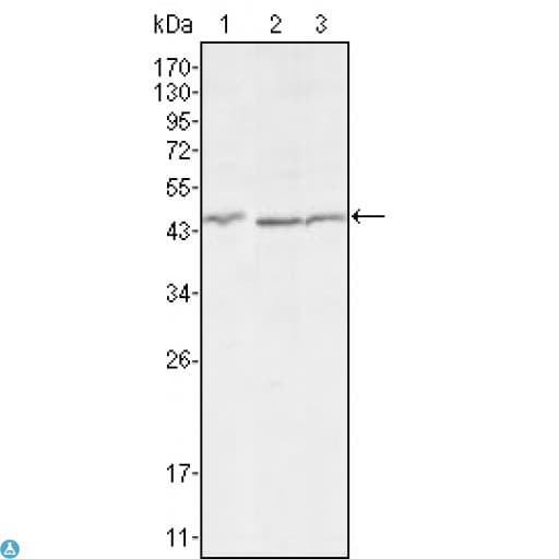 Monoclonal Mouse anti-Human DKK3 Antibody (WB)