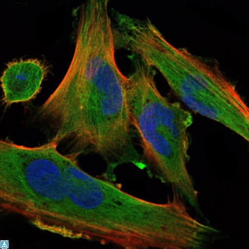 Monoclonal Mouse anti-Human DLK1 / Pref-1 Antibody (IF, WB)
