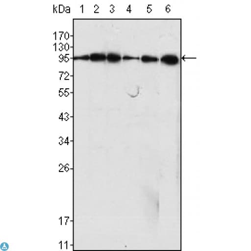 Monoclonal Mouse anti-Human DNM1 / Dynamin Antibody (IHC, WB)