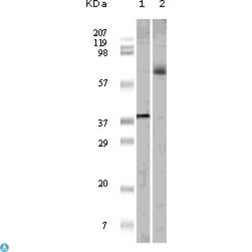 Monoclonal Mouse anti-Human ELK1 Antibody (WB)