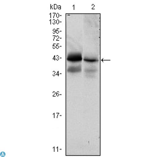 Monoclonal Mouse anti-Human EPCAM Antibody (IHC, WB)