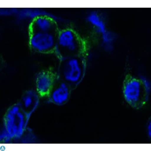 Monoclonal Mouse anti-Human EPHB4 / EPH Receptor B4 Antibody (IF, WB)
