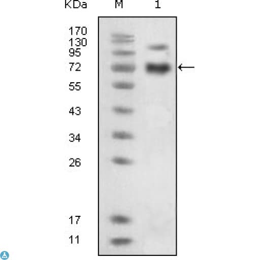 Monoclonal Mouse anti-Human EPHB4 / EPH Receptor B4 Antibody (IF, WB)