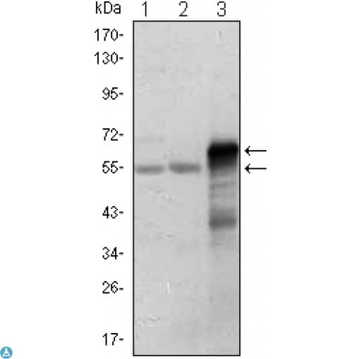 Monoclonal Mouse anti-Human ETS1 / ETS-1 Antibody (IHC, WB)
