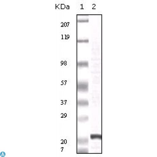 Monoclonal Mouse anti-Human FGF2 / Basic FGF Antibody (IHC, WB)