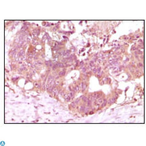 Monoclonal Mouse anti-Human FGF2 / Basic FGF Antibody (IHC, WB)