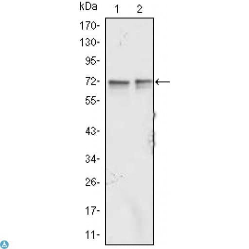Monoclonal Mouse anti-Human FMR1 / FMRP Antibody (IHC, IF, WB)