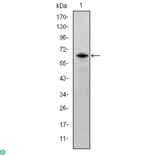Monoclonal Mouse anti-Human SYN / FYN Antibody (IHC, IF, WB)