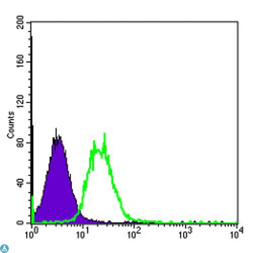 Monoclonal Mouse anti-Human SYN / FYN Antibody (IHC, IF, WB)
