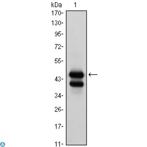 Monoclonal Mouse anti-Human GATA1 Antibody (IHC, IF, WB)