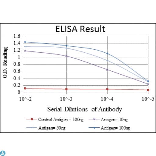 Monoclonal Mouse anti-Human GATA5 Antibody (WB)