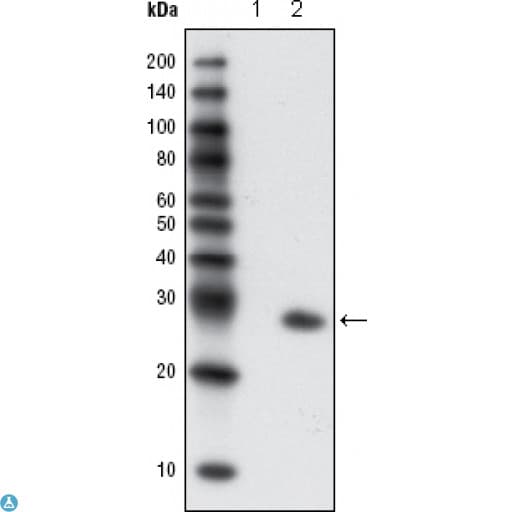 GFP Antibody
