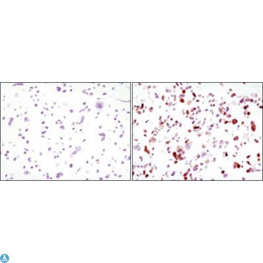 GFP Antibody