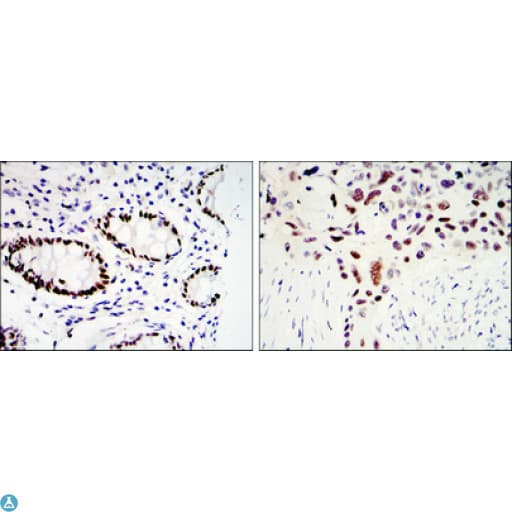 Monoclonal Mouse anti-Human KLF4 Antibody (IHC, IF, WB)