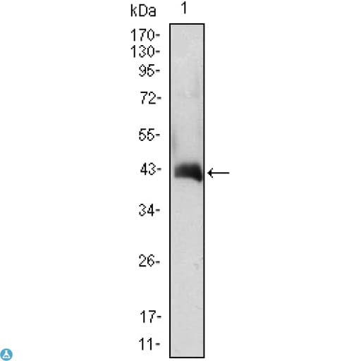 Monoclonal Mouse anti-Human CSF2 / GM-CSF Antibody (WB)