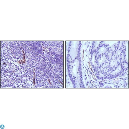 Monoclonal Mouse anti-Human NOS3 / eNOS Antibody (IHC)