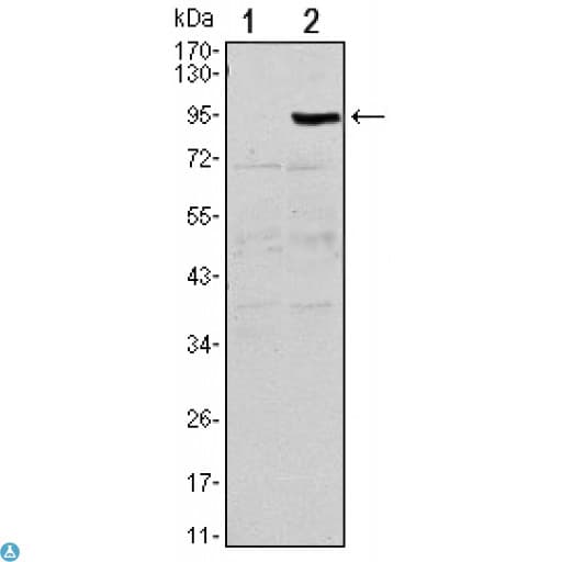 Monoclonal Mouse anti-Human OPG / Osteoprotegerin Antibody (IHC, WB)