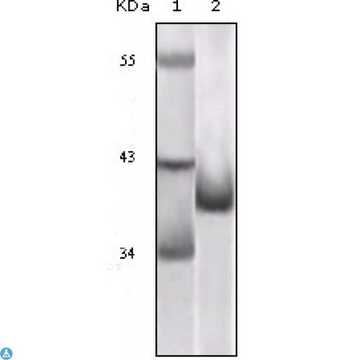 Monoclonal Mouse anti-Human p16INK4a / CDKN2A Antibody (IHC, WB)