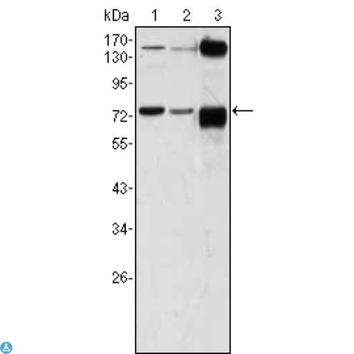 ATP2C1 Antibody