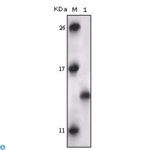 Monoclonal Mouse anti-Human MAPKAPK5 / PRAK Antibody (IHC, WB)