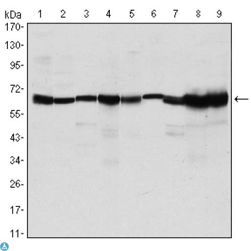 Monoclonal Mouse anti-Human PRMT4 / CARM1 Antibody (IHC, IF, WB)