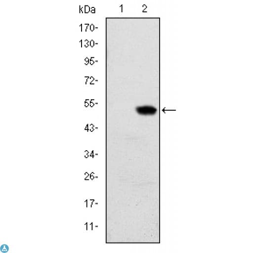 Monoclonal Mouse anti-Human RBP4 Antibody (IHC, IF, WB)