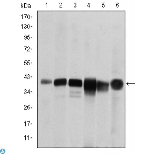 Monoclonal Mouse anti-Human SMN1 Antibody (IHC, IF, WB)
