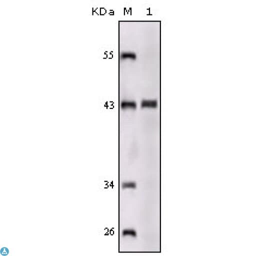 Monoclonal Mouse anti-Human SORL1 Antibody (IHC, IF, WB)