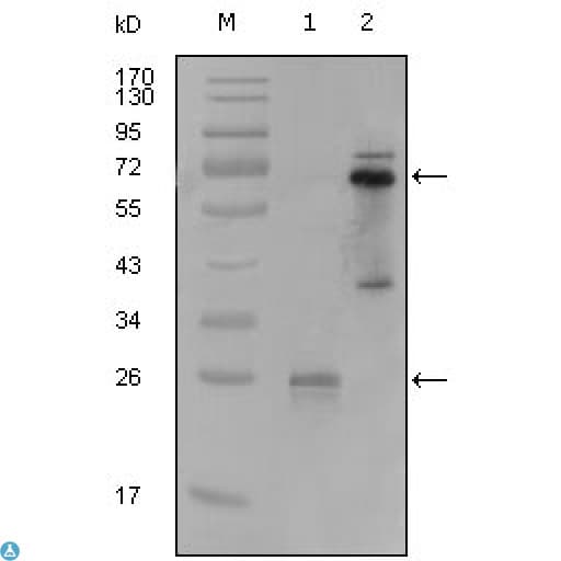 Monoclonal Mouse anti-Human SYK Antibody (WB)