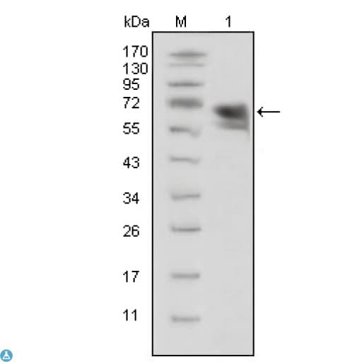 Monoclonal Mouse anti-Human NTRK1 / TrkA Antibody (IF, WB)