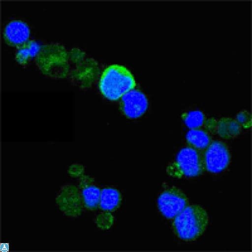 Monoclonal Mouse anti-Human NTRK1 / TrkA Antibody (IF, WB)