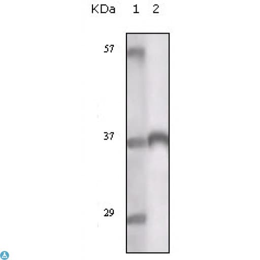 Monoclonal Mouse anti-Human TYRO3 Antibody (IF, WB)