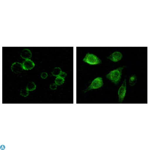 Monoclonal Mouse anti-Human TYRO3 Antibody (IF, WB)