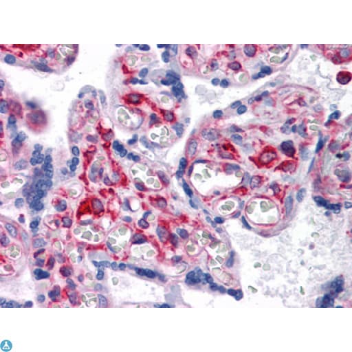 Monoclonal Mouse anti-Human VCAM1 / CD106 Antibody (IHC, WB)