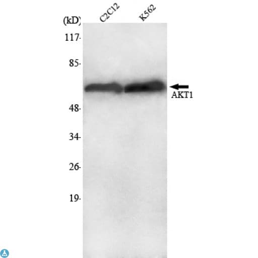 Monoclonal Mouse anti-Human AKT1 Antibody (WB)