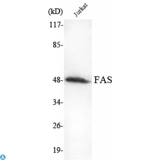 CD95 / FAS Antibody
