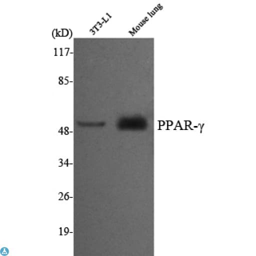 Monoclonal Mouse anti-Human PPARG / PPAR Gamma Antibody (IF, WB)