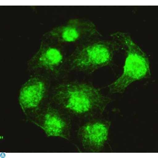 Monoclonal Mouse anti-Human PPX Antibody (IHC, IF, WB)