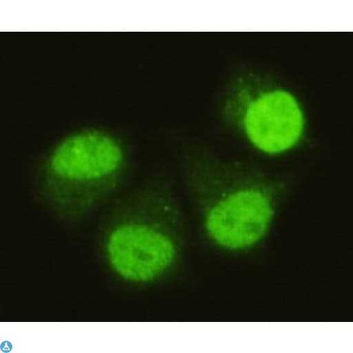 Monoclonal Mouse anti-Human SMAD5 Antibody (IF, WB)