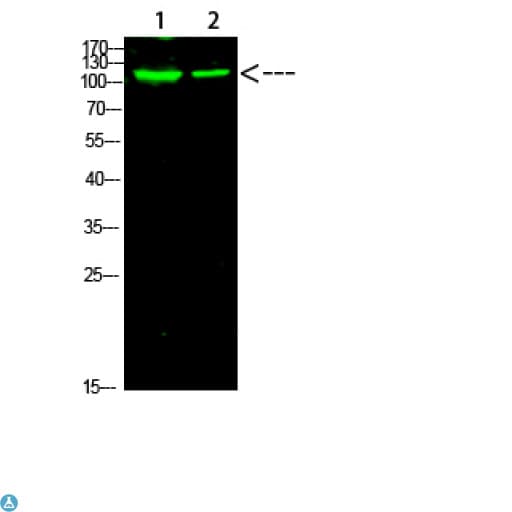 Polyclonal Rabbit anti-Human PARP1 Antibody (WB)