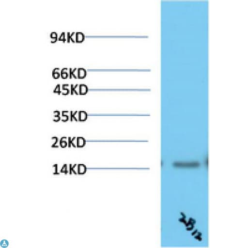 Monoclonal Mouse anti-Human TTR / Transthyretin Antibody (WB)