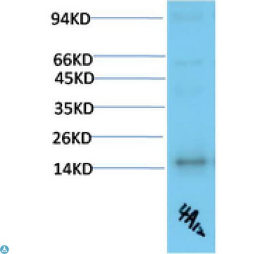 Monoclonal Mouse anti-Human TTR / Transthyretin Antibody (WB)
