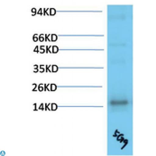 Monoclonal Mouse anti-Human TTR / Transthyretin Antibody (WB)