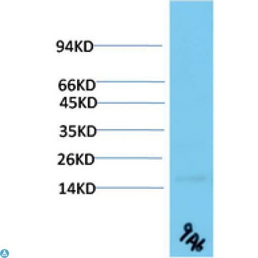 Monoclonal Mouse anti-Human TTR / Transthyretin Antibody (WB)