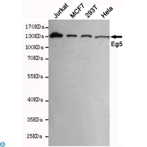 Monoclonal Mouse anti-Human KIF11 / EG5 Antibody (WB)