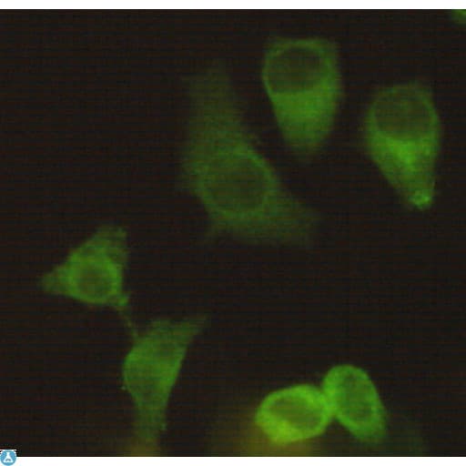 Monoclonal Mouse anti-Human KIF11 / EG5 Antibody (WB)