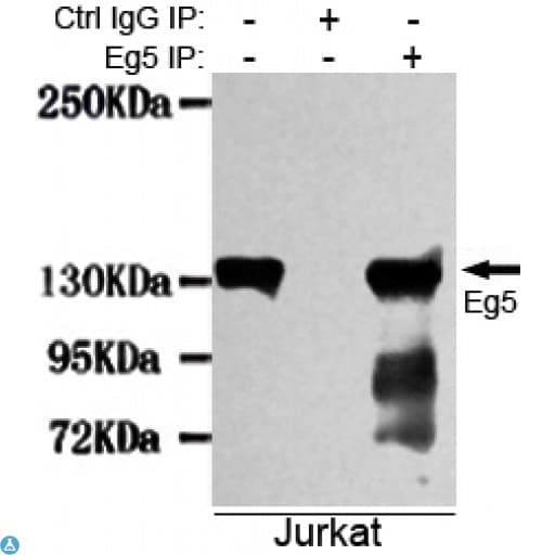 Monoclonal Mouse anti-Human KIF11 / EG5 Antibody (WB)